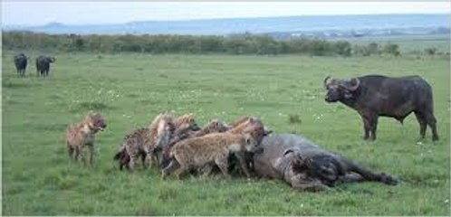 Hyenas attack Buffalo