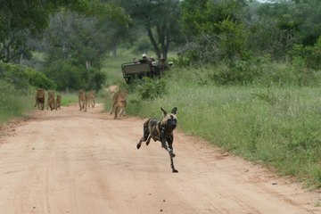 Wild Dogs vs lions