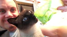 Health Conscious Cat Snacks on Some Lettuce