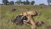Lions attackking a Buffalo