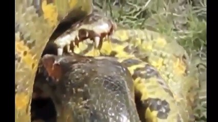 Anaconda vs Dog Python vs Alligator compilation vs Snake