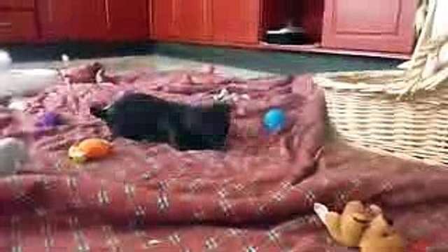 chihuahua pup loves playing with talking ball