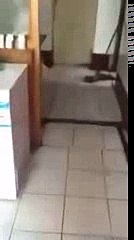 Funny cat playing with rat! AMAZING