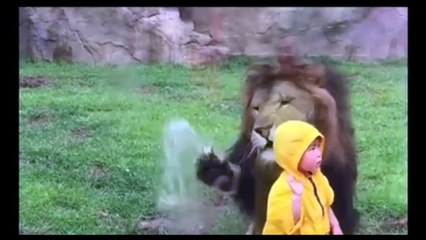 [VIDÉO] Un lion fonce sur un petit garçon au zoo.
