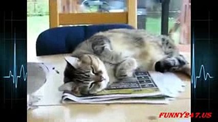 Funny dove annoying cats! so much FUN