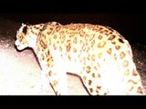 Leopard enters residential area, creates Panic