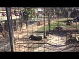 Woman in a Canadian Zoo jumps into the tiger's enclosure for the most bizarre reason