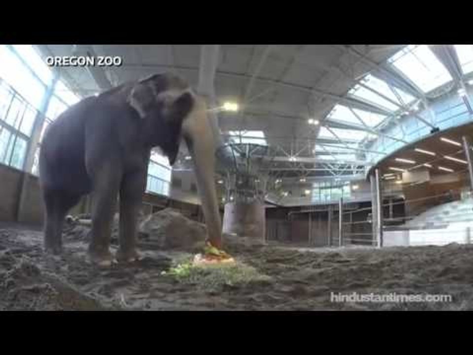 Elephant's 54th birthday surprise