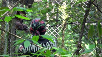 (FR/EN/ID) Formation d'un couple de gibbons