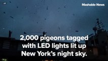 2,000 LED-tagged pigeons light up New York City's skyline