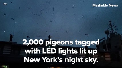 2,000 LED-tagged pigeons light up New York City's skyline