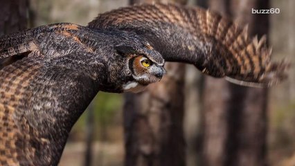 Owl Gives Man That Saved Her Life A Big Hug