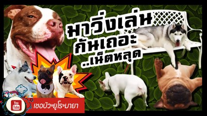 เชอบัว ยูโร มายา ตอนที่  77  มาวิ่งเล่นกันเถอะ  (เนตหลุด)