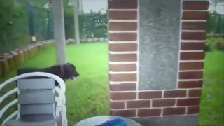 Big Anaconda Attacks and kills Dog