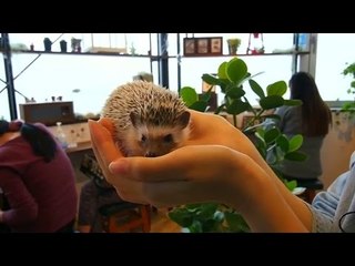 Japan cafe brings customers closer to prickly hedgehogs