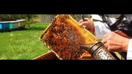 Florida Bee Removal With Ecobeeremoval