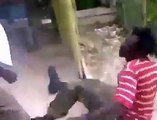 2 Jamaican Rastaman Fighting Over Weed