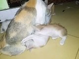 Mother cat with her kittens