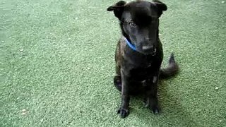Kona 1 (Adopted 4/6/07) - AAWL & AZ SPCA