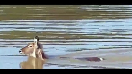 Lucky escape from the jaws of crocodile