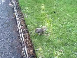 Ecureuil à Hyde Park