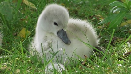 Coteaux de l'étang Pordic 6 juin 2016
