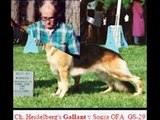 German shepherds puppy training Houston - heidelberg-usa.com