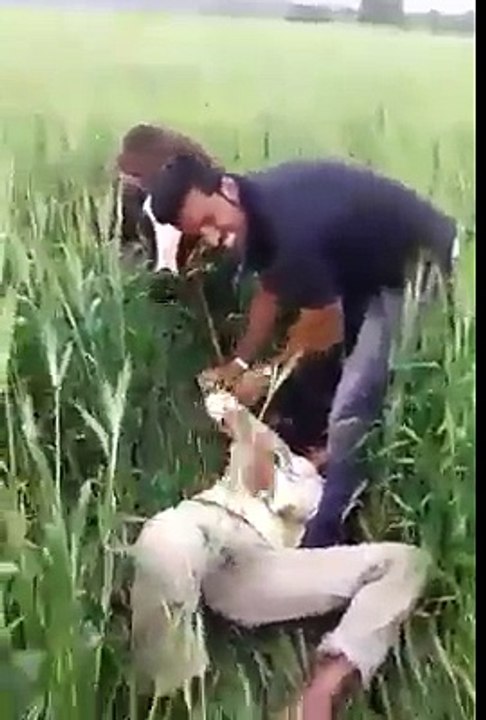 Man Vs Cow Very Funny Video