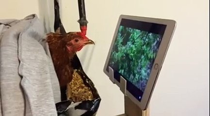 Une poule passionnée par un documentaire animalier sur un iPad