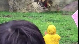 Un lion attaque par derrière un petit de 2 ans au zoo Japon