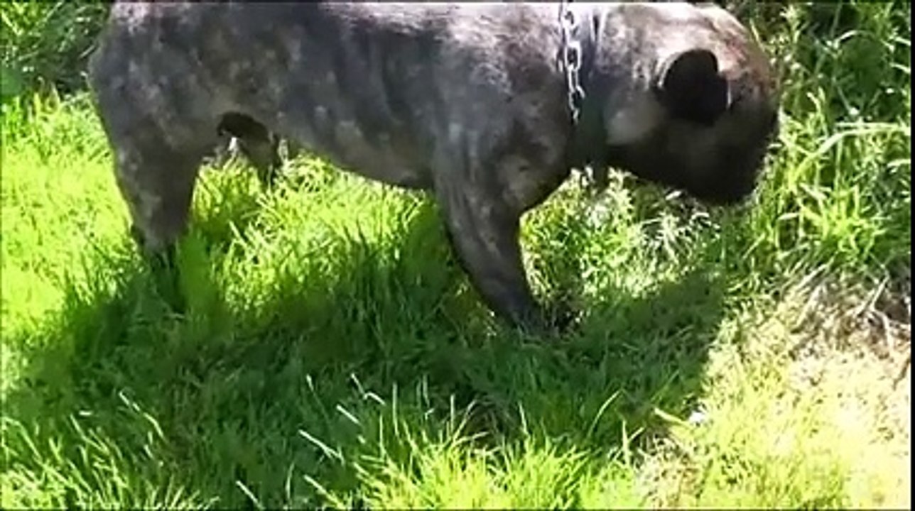 Bouledogue français