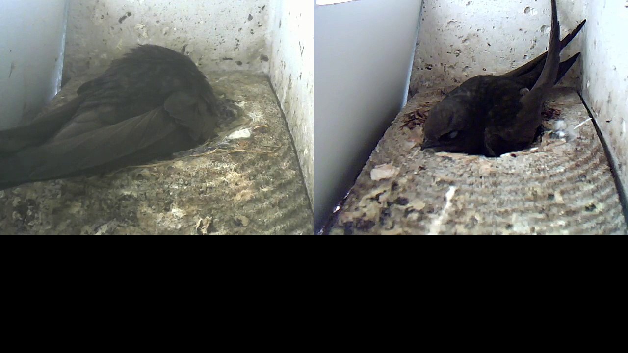 Mauersegler Nestcam 2016.11 - 7. Juni - Brüten
