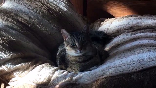 Un chien bien planqué... Sous le chat