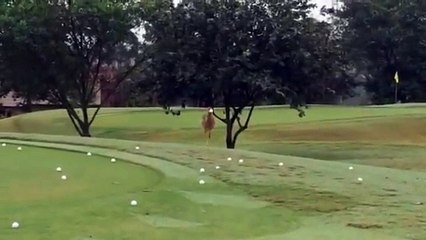 Cet oiseau se tape un délire avec une balle de golf!