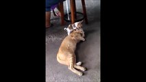 Mini chien pervers s'attaque à un gros chat