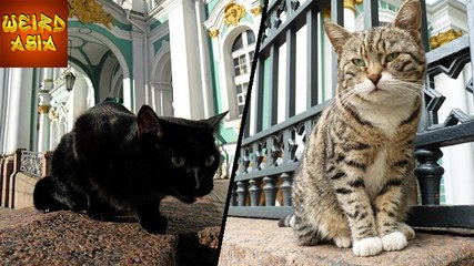 Russia’s Hermitage Museum Is Filled With Cats | Weird Asia