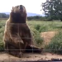 Este oso saluda cortésmente a los turistas.