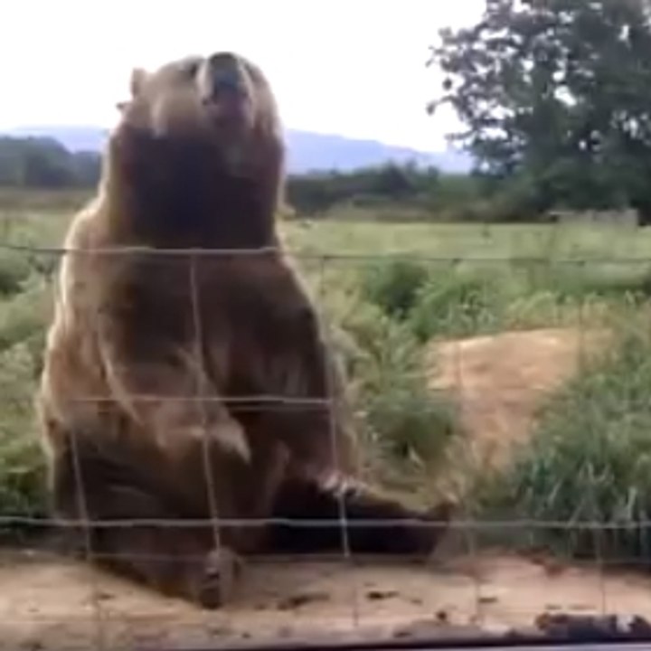Bear waves politely to tourists.