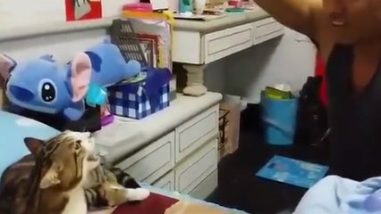 L'entrainement au miaulement d'un chat !