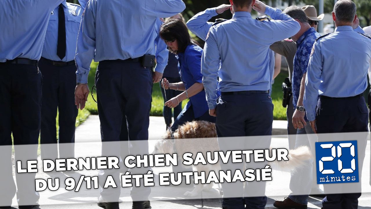 Le dernier chien sauveteur du 11 septembre a été euthanasié