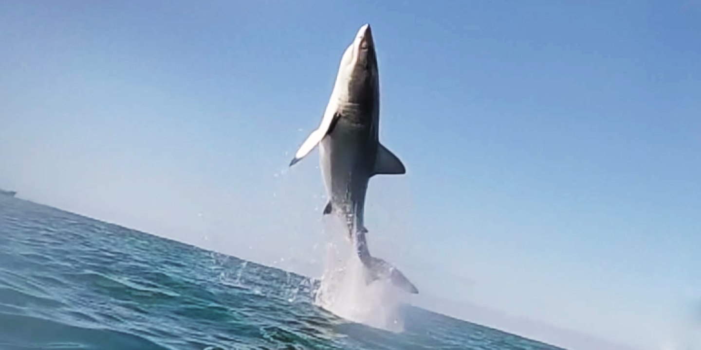 This shark can really jump