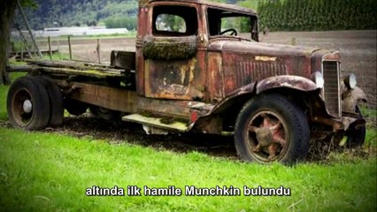 Kedi Cinsleri: Munchkin (Türkçe Altyazılı)