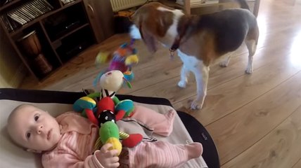 L'adorable réaction de ce chien avec un bébé qui pleure...
