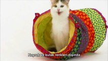 Kedi Cinsleri: Turkish Van (Türkçe Altyazılı)