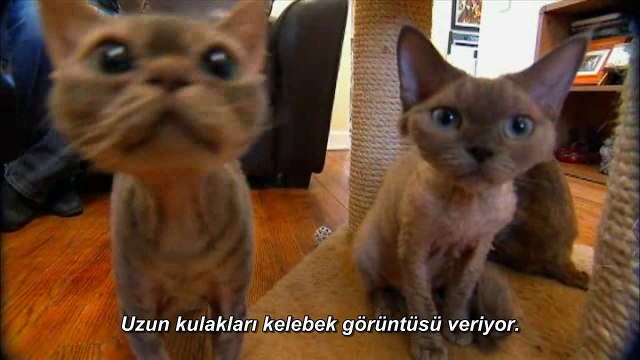 Kedi Cinsleri: Devon Rex (Türkçe Altyazılı)