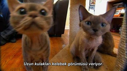 Kedi Cinsleri: Devon Rex (Türkçe Altyazılı)
