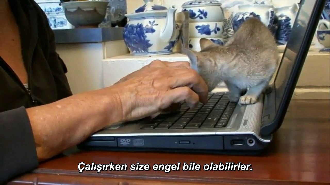 Kedi Cinsleri Singapura (Türkçe Altyazılı) Dailymotion Video