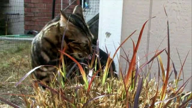 Kedi Cinsleri: Bengal (Türkçe Altyazılı)