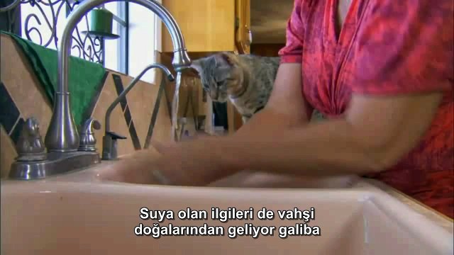 Kedi Cinsleri: Pixie Bob (Türkçe Altyazılı)