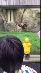 Un lion attaque un enfant par derrière dans un zoo